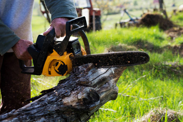 Best Tree Trimming and Pruning  in Philomath, OR