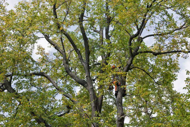 Seasonal Cleanup in Philomath, OR