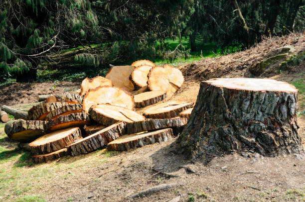 Best Stump Grinding and Removal  in Philomath, OR